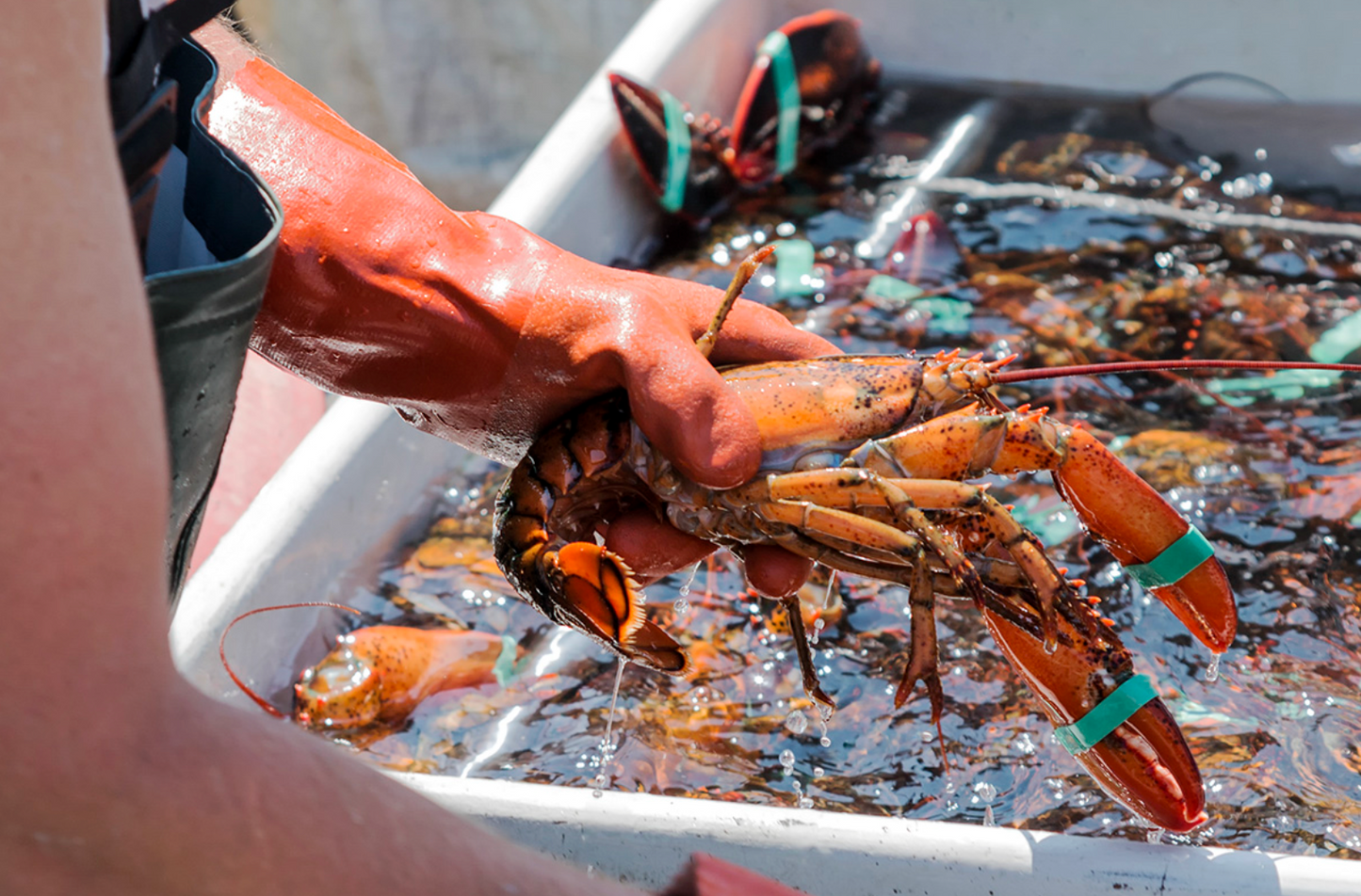 Fresh Catch Lobster Box